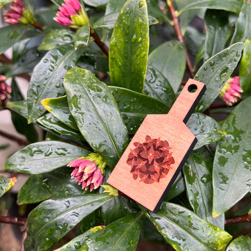 02.2:沈丁花「通学路を思い出す香り」